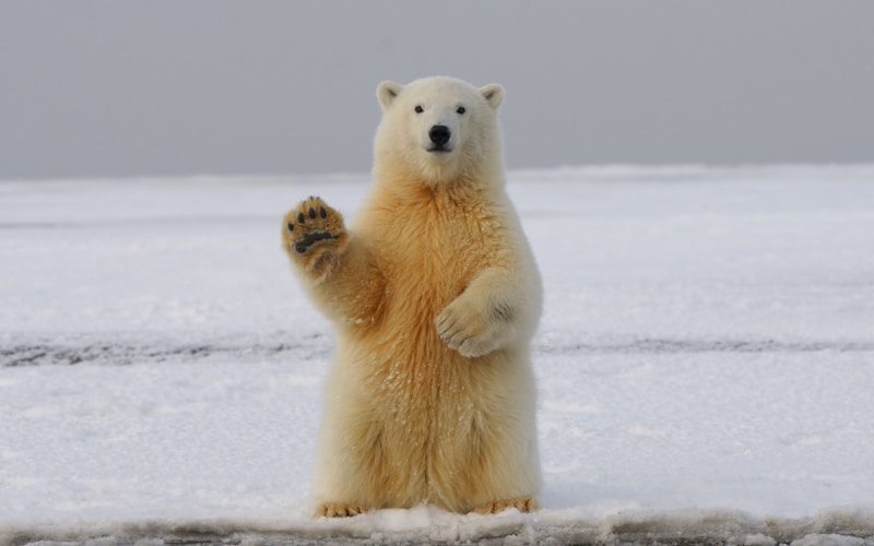 Brown bear in nature representing medieval bear baiting