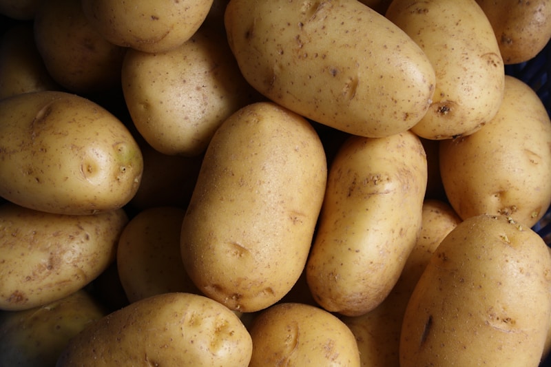 Potato blight disease affecting crops