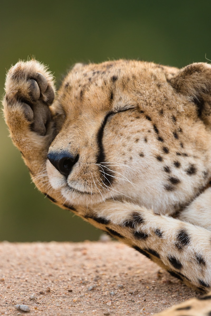 Person reading by candlelight